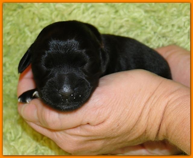 Bailey Rocco newborn puppies 11 18 10 032