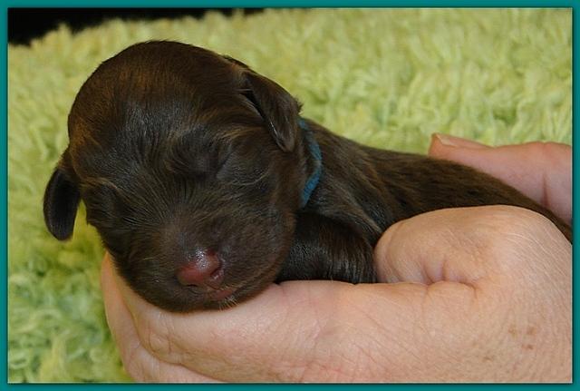 Bailey Rocco newborn puppies 11 18 10 036
