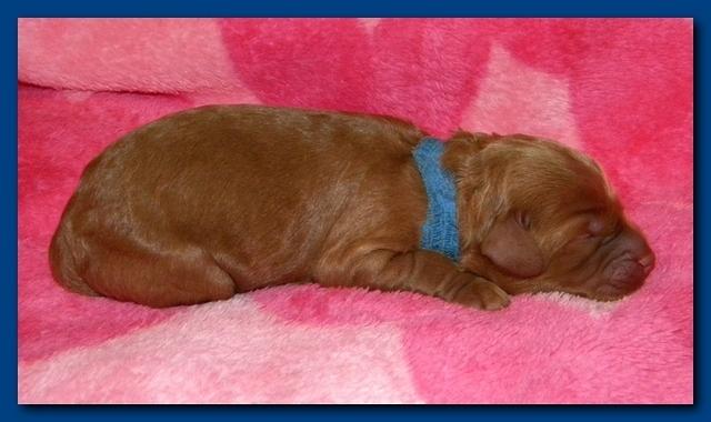Bries puppies 1 day old pink hearts 004