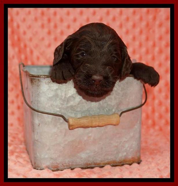 Caymen Solo pups 3 wks old 61