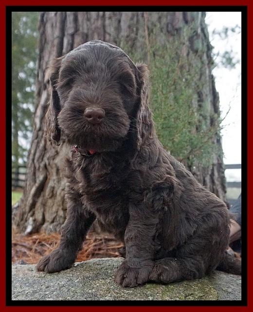 Caymen solo pups 6 wks old 91