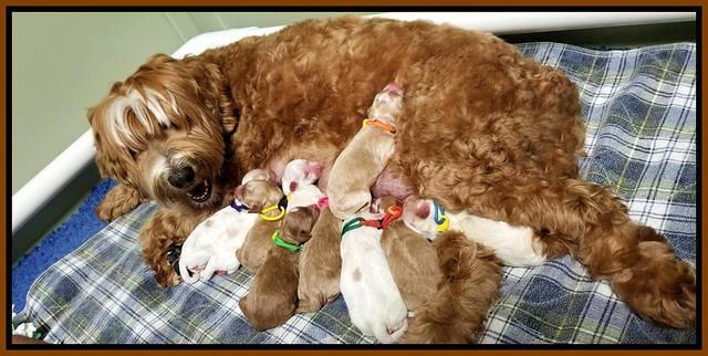 Ellie with newborn Tucker pups