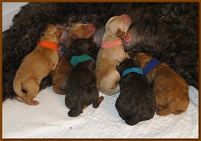 Roo Ripley puppies newborn 9 29 10 010