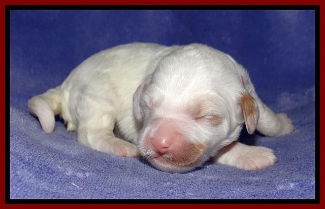 Jolie Buster pups 1 wk old 71