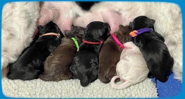 Oreo Rebel pups newborn group 1 4