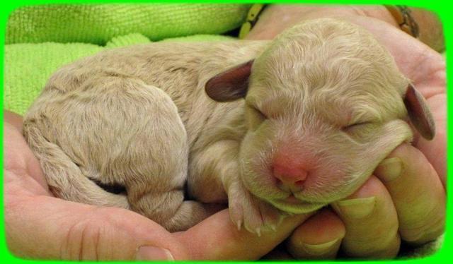 SR pups newborn 3