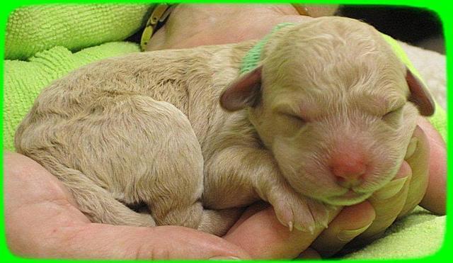 SR pups newborn 4