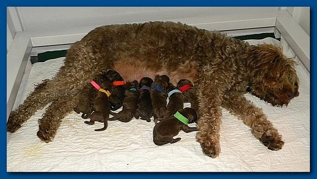 Tara Rascal Newborn pups 6 3 10 007