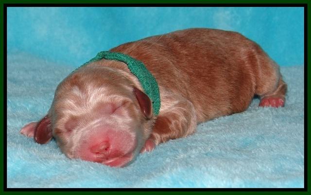 Dawn Ruler pups pups 1 day old 161