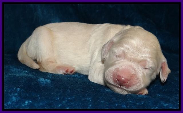 Bess Zephyr pups newborn 41