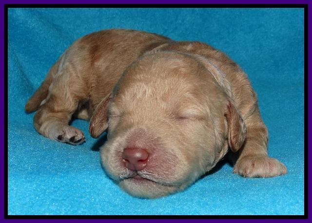 Shelby Armani pups 1 wk old 121