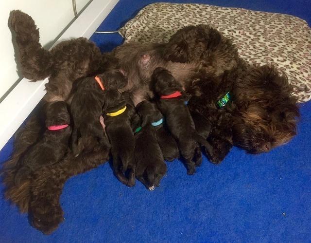 Liza with pups nursing