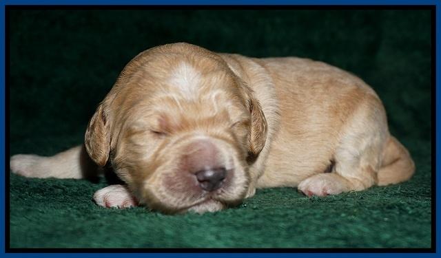 Bess Dempsey pups 1 wk old 21