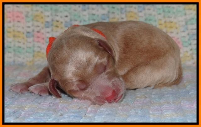 Calla Flicker pups newborn 191