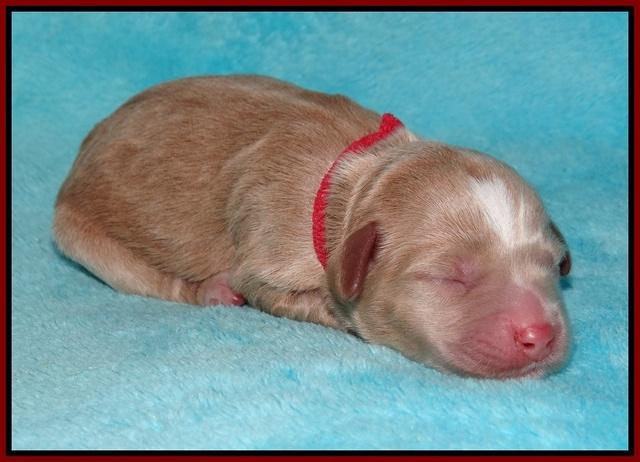 Callie Parson pups newborn 21