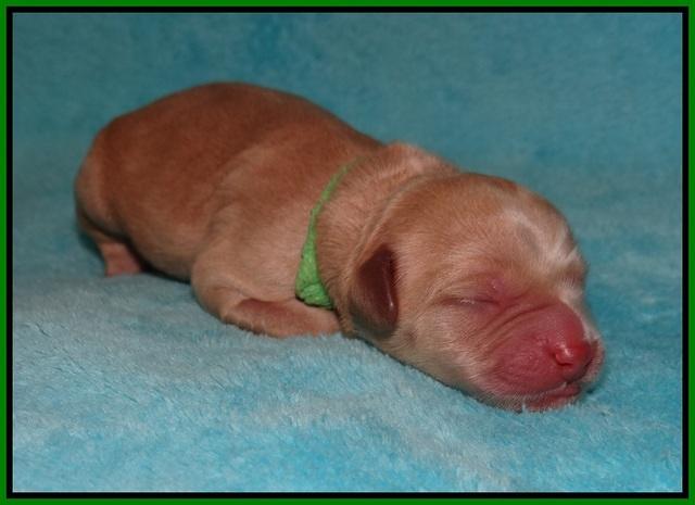 Callie Parson pups newborn 91