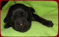 AH pups newborn 5