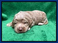 Ashby Bently pups 2 wks old 31