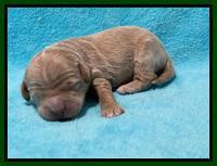 Ashby Bently pups 1 wk old 61