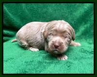 Ashby Bently pups 2 wks old 51