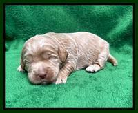 Ashby Bently pups 2 wks old 61