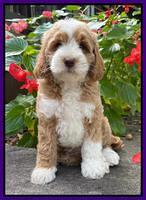 Ashby Bently pups 8 wks old 61