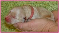 Bailey Rocco newborn puppies 11 18 10 030