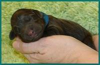 Bailey Rocco newborn puppies 11 18 10 039