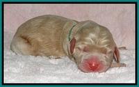 BG pups newborn 11