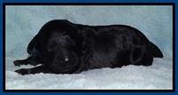 BR pups 1 wk old 1520