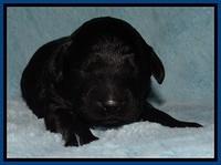 BR pups 1 wk old 31