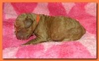 Bries puppies 1 day old pink hearts 021