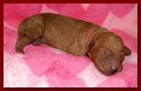 Bries puppies 1 day old pink hearts 011