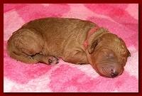 Bries puppies 1 day old pink hearts 014