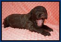 Caymen Solo pups 3 wks old 11