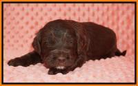 Caymen Solo pups 3 wks old 101