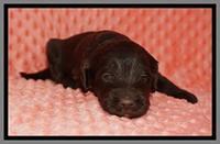Caymen Solo pups 3 wks old 121
