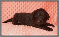 Caymen Solo pups 3 wks old 131