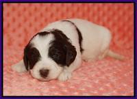 Caymen Solo pups 3 wks old 4122