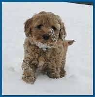 Dancer Bailey puppies 7 weeks snow 033
