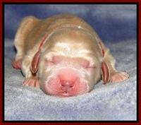 DT pups 1 day old 8