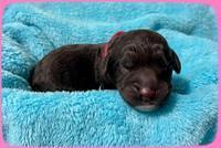 Gigi Traveler newborn pups 11