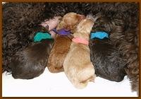 Roo Ripley puppies newborn 9 29 10 004