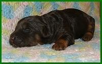 Gizzie Ripley puppies 1 week old 046