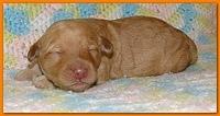 Gizzie Ripley puppies 1 week old 034