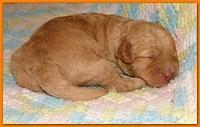 Gizzie Ripley puppies 1 week old 039