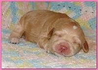 Gizzie Ripley puppies 1 week old 003