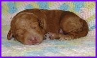 Gizzie Ripley puppies 1 week old 017