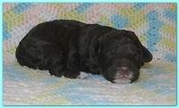 Gizzie Ripley puppies 1 week old 027