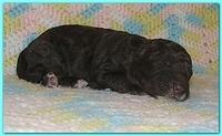 Gizzie Ripley puppies 1 week old 031